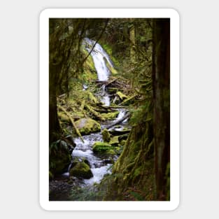 Woodsy Waterfall in the Hoh Rainforest Sticker